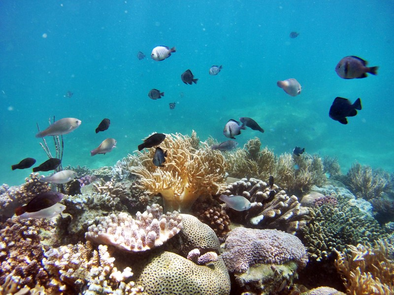 lặn biển ở nha trang