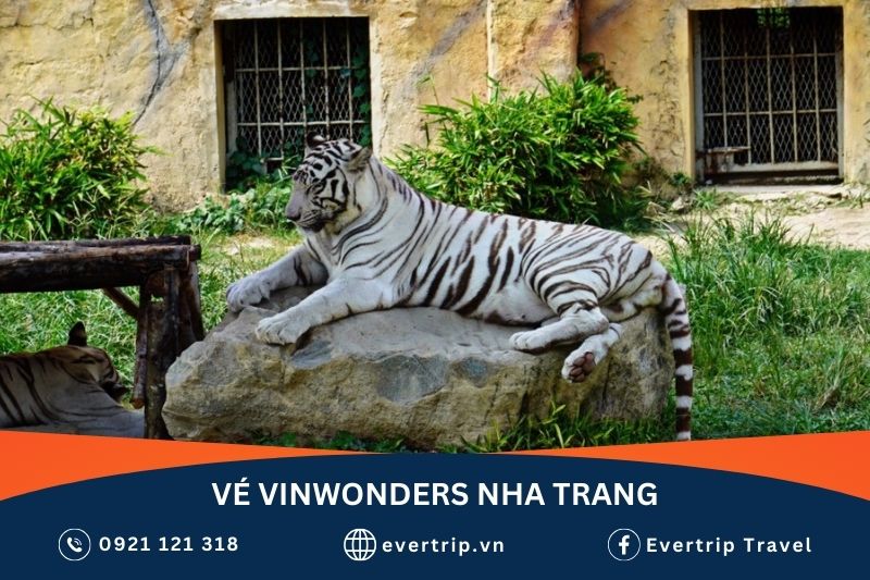 hổ trắng tại vinwonders