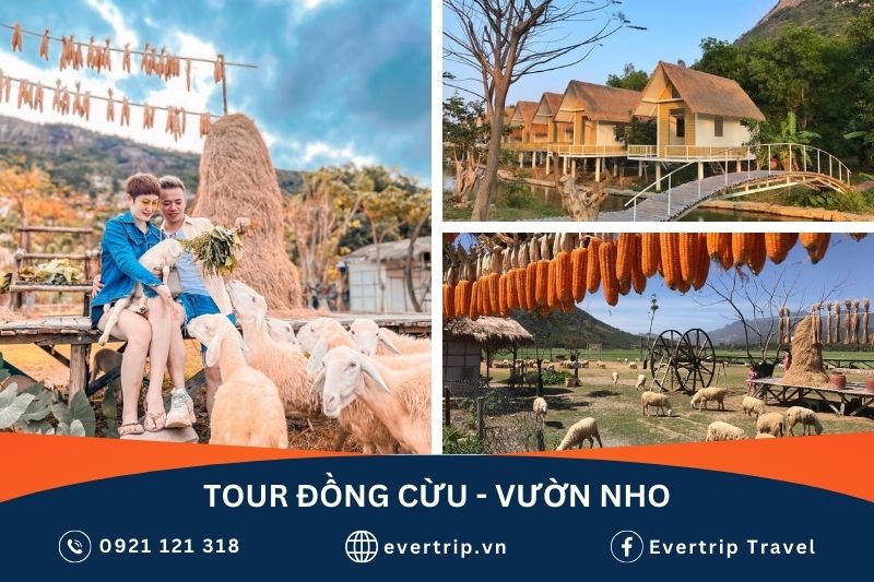 cặp đôi đang cho cừu ăn, căn nhà gỗ và cánh đồng cừu trong tour đồng cừu nha trang