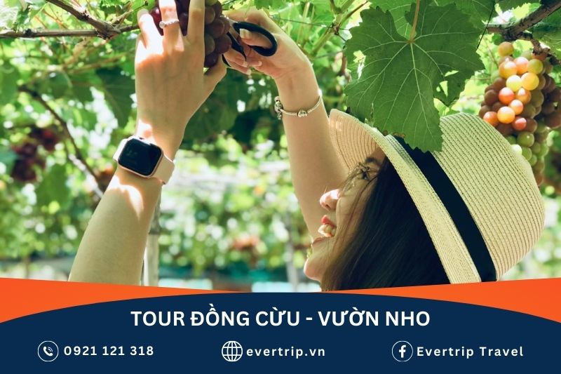 cô gái trải nghiệm hái nho tại vườn nho ninh thuận