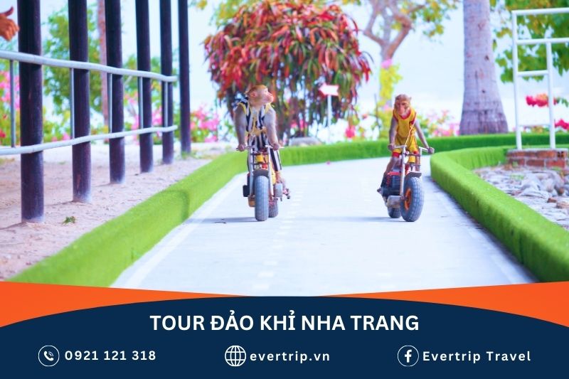 2 chú khỉ biểu diễn đua xe mô tô trong tour đảo khỉ nha trang