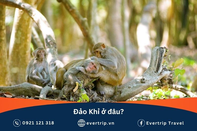 3 chú khỉ đang vui đùa tại đảo khỉ nha trang