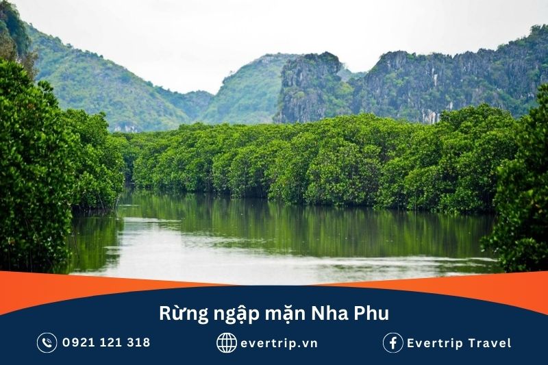 Rừng ngập mặn nha phu