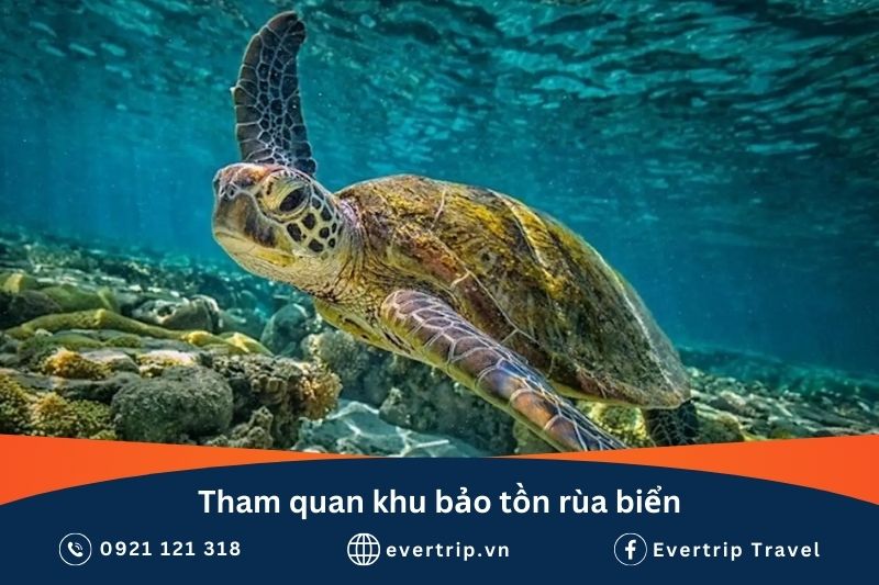 khu bảo tồn rùa biển tại khu du lịch hang rái