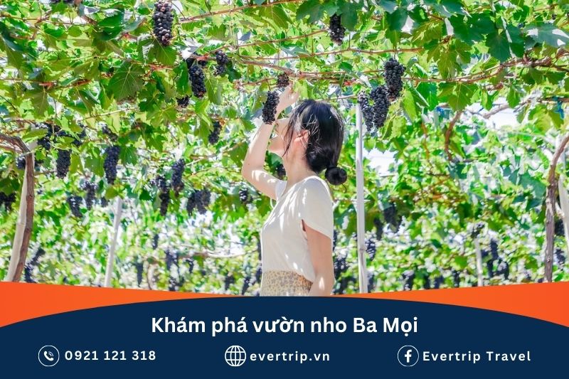 vườn nho gần hang rái ninh thuận