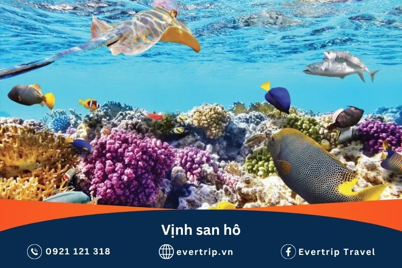 vịnh san hô - biển nha trang